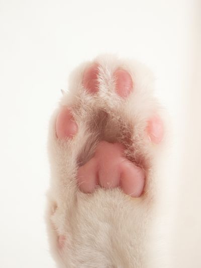 關於貓咪的指甲