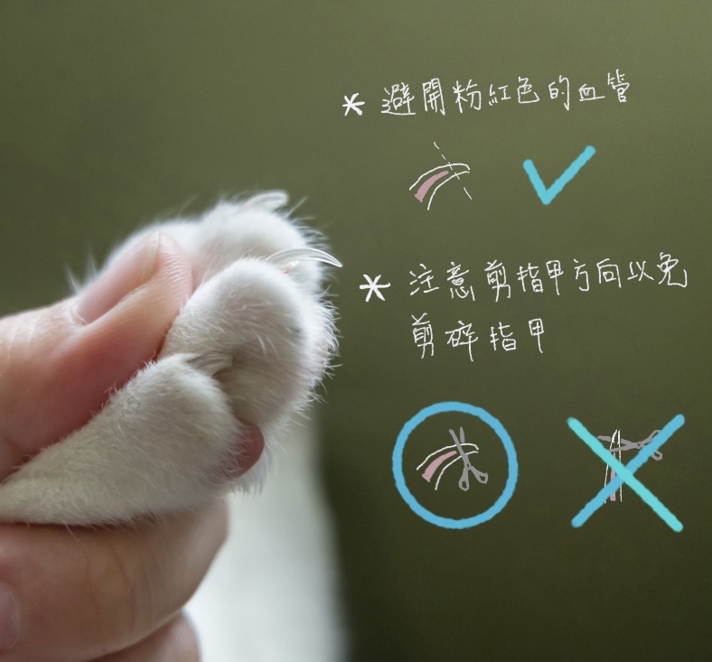 幫貓咪剪指甲需注意哪些地方