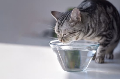 貓咪一天需要喝多少水