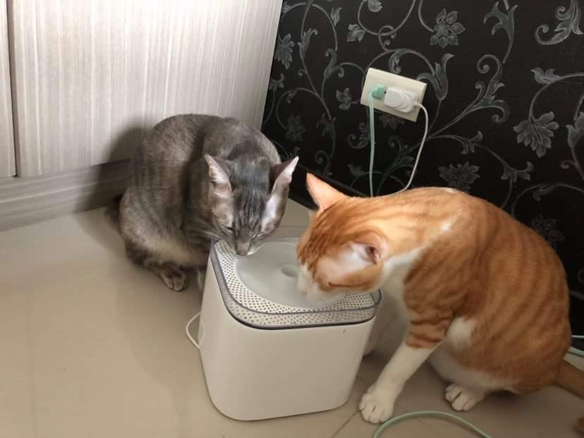 提供五種讓貓咪喝水的好方法