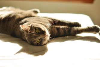 讓貓咪多曬太陽