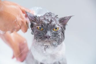 貓咪什麼時候需要洗澡