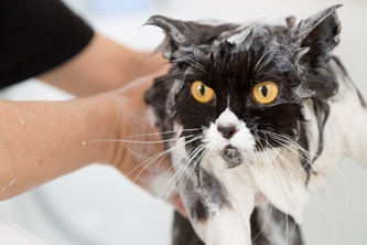 貓咪專用洗毛精