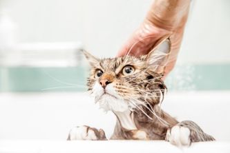 貓咪洗澡的優缺點