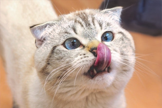 貓咪吃魚油的好處
