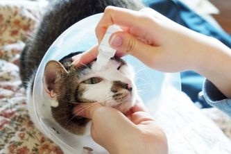 如何改善清潔貓咪的嚴重淚痕？