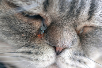 貓咪眼睛分泌物