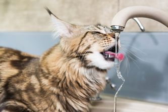 讓貓咪多喝水