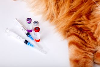 貓咪疫苗的介紹