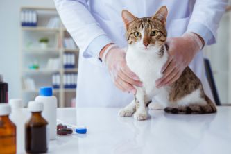 什麼是貓白血病？