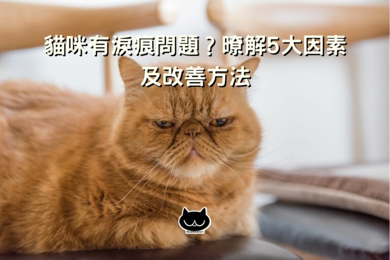 【貓咪知識】貓咪有淚痕問題？暸解5大因素及改善方法